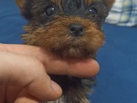Yorkshire terrier bebeklerimiz sahiplendirilecektir