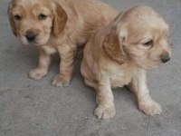 American cocker köpeği