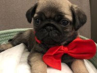 İki dişi ve bir erkek üst kalite pug mops bebekler