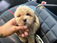 Safkan Kore Maltipoo
