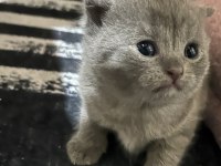 British shorthair minikler hazır