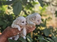 Kar topu bebek köpekler