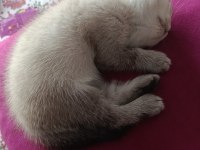 3.5 aylık british shorthair yavrular