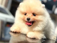ayı surat pomeranian boo