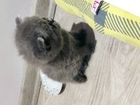 İki tane güzel mikler