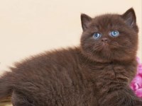 Ayıcık Suratlı Chocolate British Shorthair  