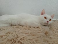 3 yaşında dişi british shorthair