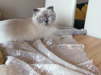 Pamuk prenses scottish fold 2 yaşında