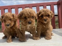 Orjinal aşılı garantili teacup maltipoo yavrularımız
