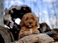 Tüy Dökmez Koku Yapmaz Toy Poodle Yavrular