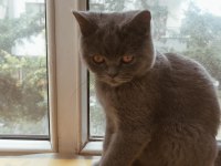 British Shorthair Ücretli Sahiplendirilecektir