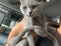 Uysal british shorthair balımıza yeni yuva
