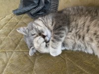 Prenses British Shorthair