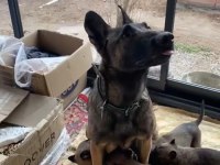 Malinois yavruları