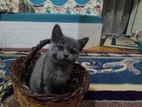 2 aylık erkek yavrumuz british shorthair