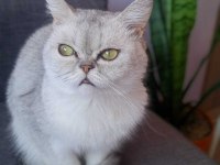 British shorthair dişi 7 aylık