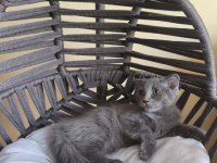 Dişi Scottish Fold Bebeğimiz