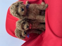 Toy poodle bebeklerim