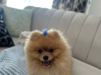 Pomeranian Boo Erkek