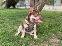 French bulldog köpeği