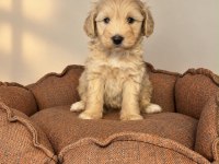 BABYFACE MALTİPOO YAVRULARIMIZ