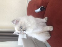British Longhair 5 aylık
