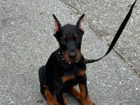 Gerçek safkan şecereli anne babadan europa doberman yavrular
