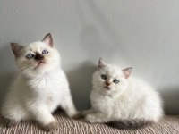 EV ÜRETİMİ BLUEPOİNT BRİTİSH SHORTHAİR BEBEKLERİMİZ