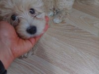 2.5 aylık aşıları tamam dişi maltipoo