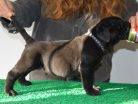 CorsoTürkden Şecereli Garantili Şampiyon Yavru Köpekler