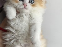 Blh ny1203 erkek british longhair kardeşler
