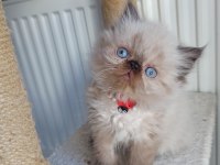 SAFKAN İRAN KEDİSİ YAVRULARI