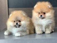 Antalya Pomeranian Yavruları