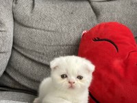 Yavru scottish fold kedilerim