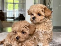 Maltipoo Yavrumuz Toy Poodle Tadında