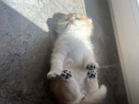 Safkan ny12 golden scottish fold yavrular