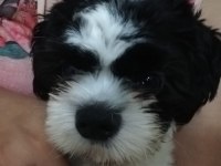 Shih tzu Ares