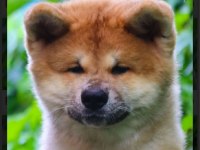 Şecereli anne babadan akita inu yavrular