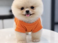 MİNNAK BOY TEACUP GÜLEN SURATLI POMERANİAN OĞLUMUZ
