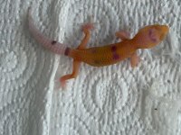 Leopard Gecko