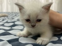 BRİTİSH YAVRULARIMIZ YENİ SAHİPLERİNİ BEKLİYOR