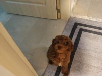 6 Aylık Korea Poodle