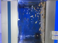 5-15 cm arası ciklet balıklarımız