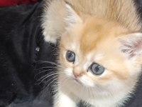 Safkan British Golden