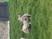 RENKLİ GÖZLÜ EV ORTAMINDA BAKILAN FRENCH BULLDOG YAVRULARIM