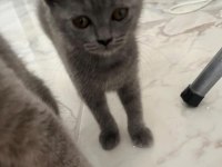 2,5 Aylık Scottish Fold ve British Shorthair Yavrular