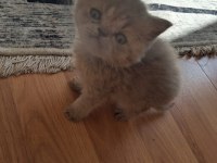 Blue Golden British Longhair Yavrular