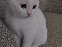 Yuvasını arayan minik bebek scottish fold