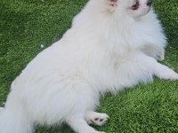 Pomeranian Beyaz Erkek Çok Tatlı