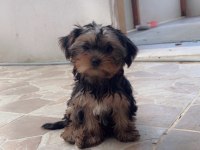 Oyuncu yorkshire terrier bebekler